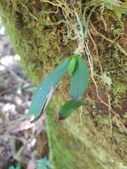 Sarcochilus