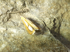 Catoptria conchella