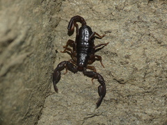Euscorpius alpha