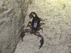 Euscorpius alpha