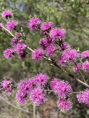 Kunzea capitata