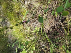 Urena lobata image