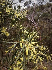Acacia longifolia longifolia