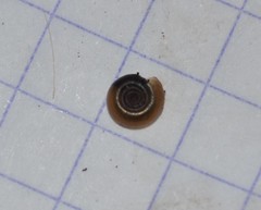 Bathyomphalus contortus