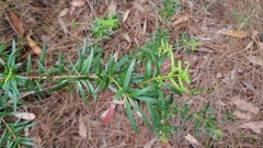 Podocarpus spinulosus