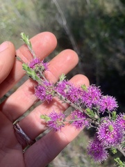 Kunzea capitata