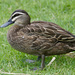Pacific Black Duck × Mallard - Photo (c) Bird Explorers, some rights reserved (CC BY-NC), uploaded by Bird Explorers