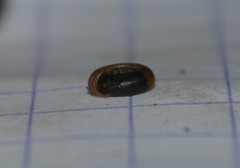 Bathyomphalus contortus