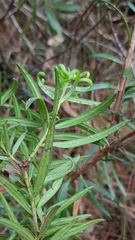 Podocarpus spinulosus
