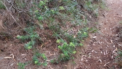Podocarpus spinulosus
