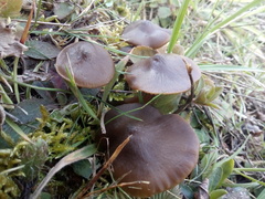 Entoloma vernum