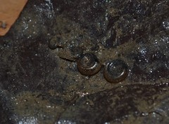 Bathyomphalus contortus