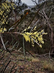 Acacia longifolia longifolia
