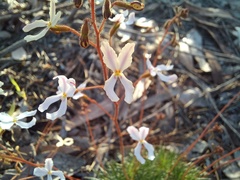 Stylidium spinulosum