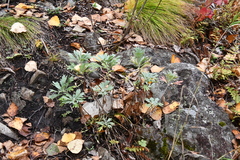 Artemisia lagocephala