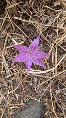 Colchicum variegatum