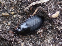 Harpalus tardus