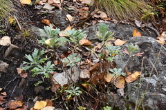 Artemisia lagocephala