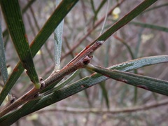Acacia longifolia longifolia