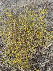Pulicaria sicula