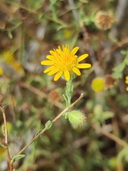 Pulicaria sicula