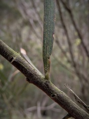 Acacia longifolia longifolia