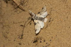 Furcula aeruginosa