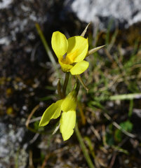 Diuris lanceolata