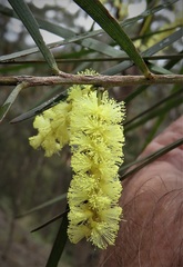 Acacia longifolia longifolia