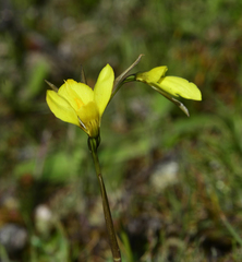 Diuris lanceolata
