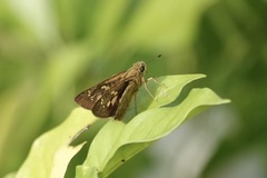 Polytremis lubricans