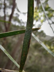 Acacia longifolia longifolia