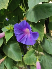 Ipomoea indica