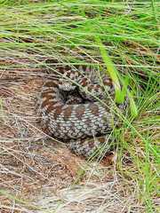 Vipera walser
