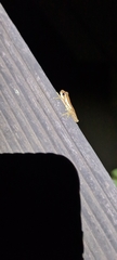 Litoria bicolor