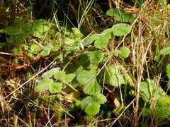Potentilla sterilis