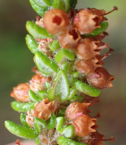 Image of Erica cordata by (c) Nicola van Berkel, some rights reserved (CC BY-SA)