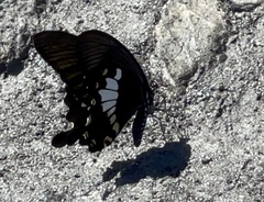 Papilio nephelus chaonulus