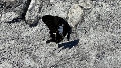 Papilio nephelus chaonulus