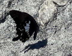 Papilio nephelus chaonulus