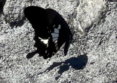 Papilio nephelus chaonulus