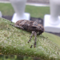 Prosoplus bankii