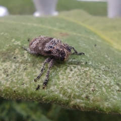 Prosoplus bankii