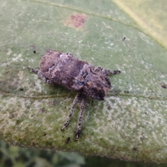 Prosoplus bankii