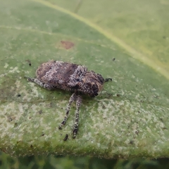 Prosoplus bankii