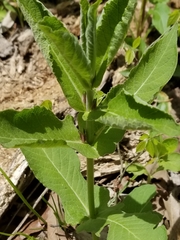 Triosteum perfoliatum