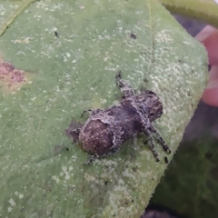 Prosoplus bankii