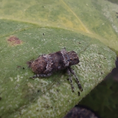 Prosoplus bankii