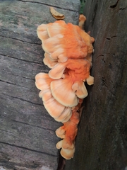 Laetiporus sulphureus