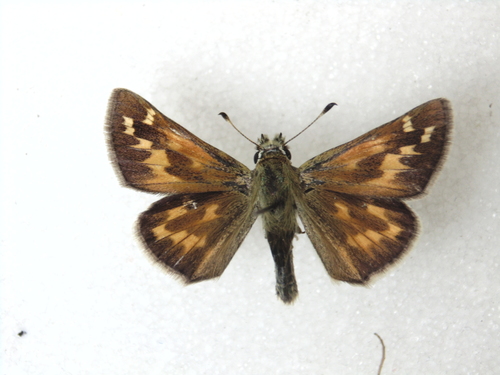 Juba Skipper